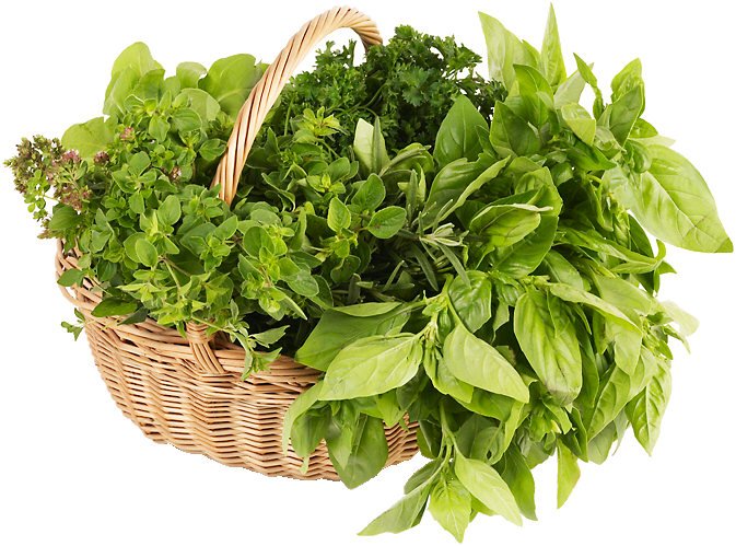 basket of basil and other herbs