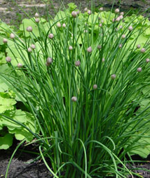 chives, foreground