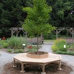 A custom built circular bench surrounds the Ginkgo tree. Click on thumbnail to enlarge view.